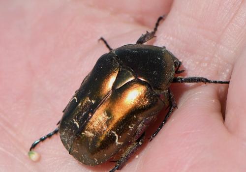 Réf. 230 154 : Potosia cuprea